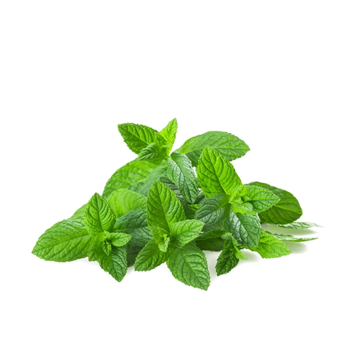 herb mint