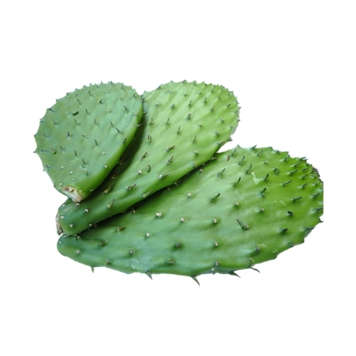 nopal cactus w thorn